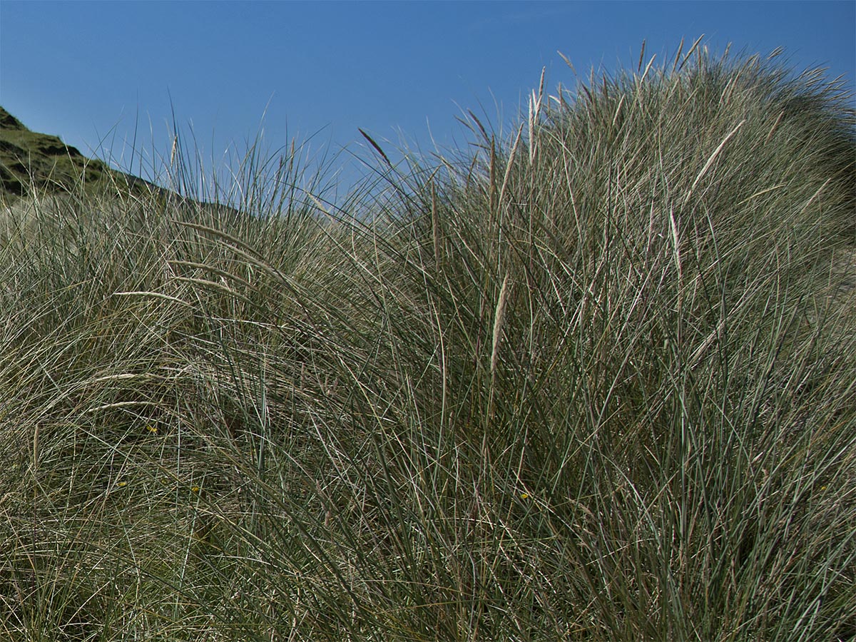 Ammophila arenaria